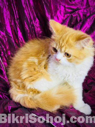 Persian cat